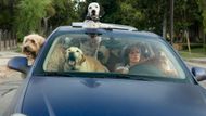Year of the Dog | Image via Netflix